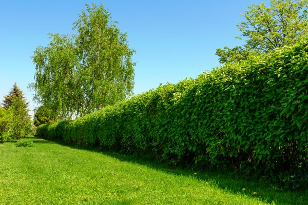 Hedge Replacement in Magnolia