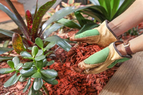 Cedar Mulch Installation in Magnolia
