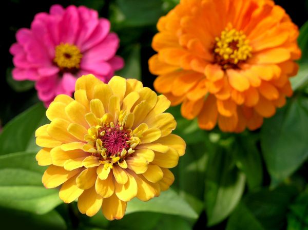 Zinnia Planting in Magnolia