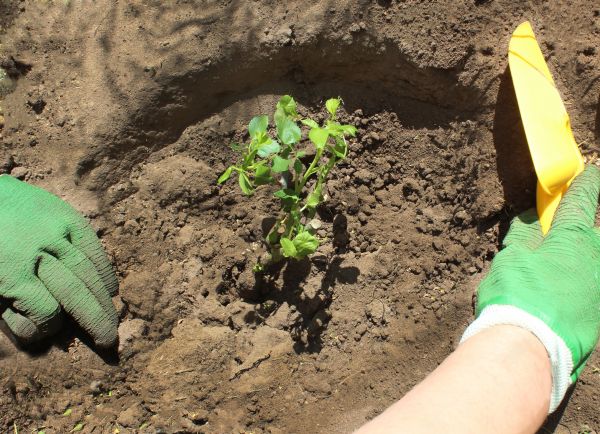 Rose Bush Planting in Magnolia