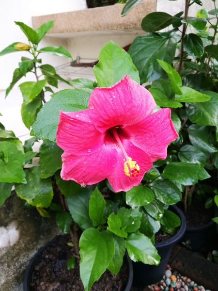 Hibiscus Planting in Magnolia