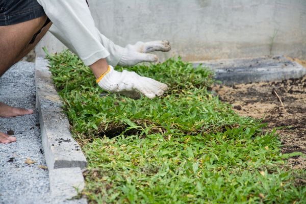 Ground Cover Planting in Magnolia