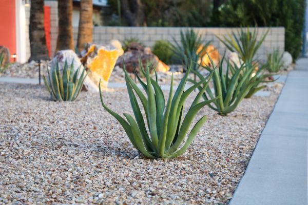 Drought Resistant Landscaping in Magnolia