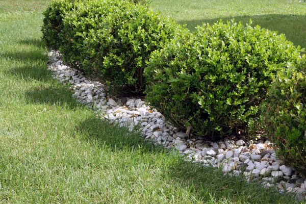 Boxwood Planting in Magnolia
