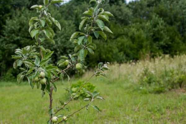Apple Tree Planting in Magnolia