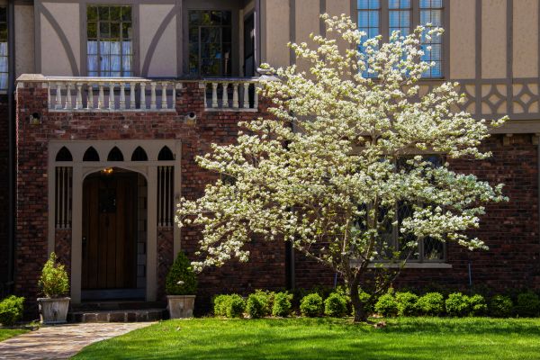 Dogwood Tree Planting in Magnolia