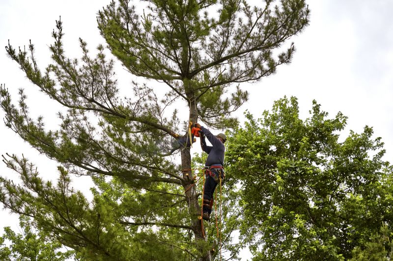 Arborist Pruning detail